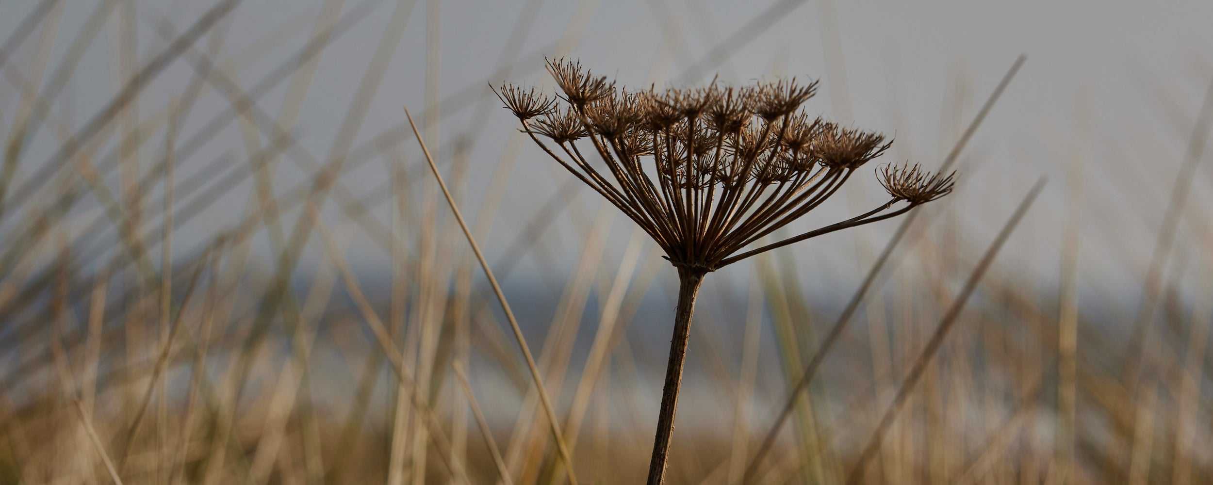 Background Image for Sustainability Page